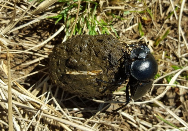 dungbeetle.png