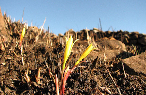 cytanthus