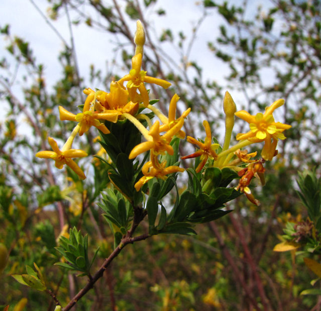 Gnidea splendens