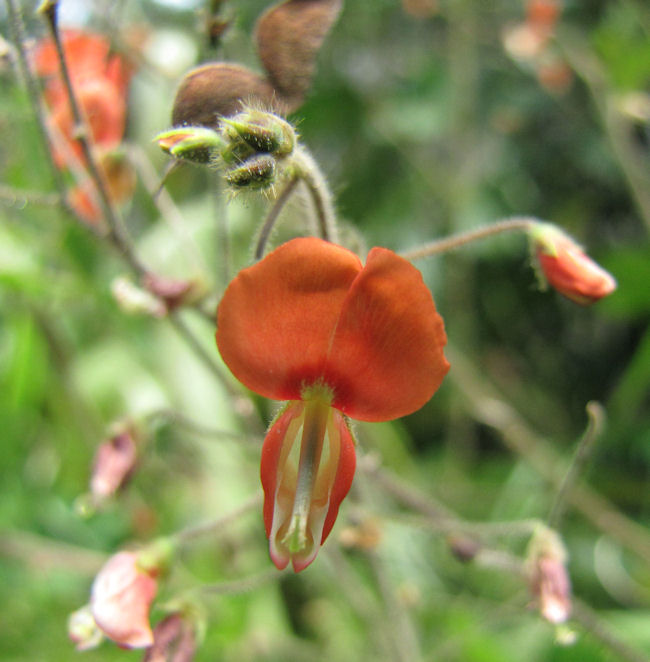 Desmodium