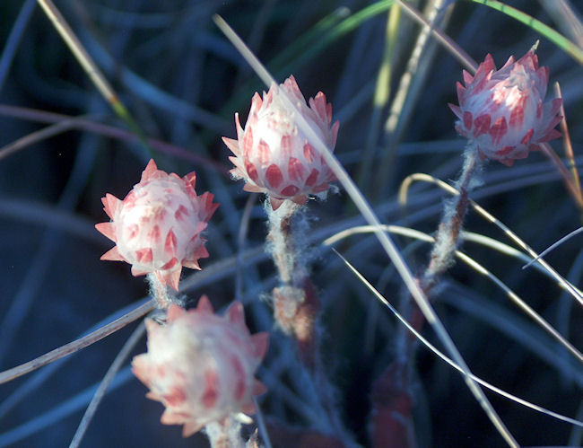 helichrysum