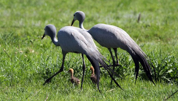 Blue Crane chicks