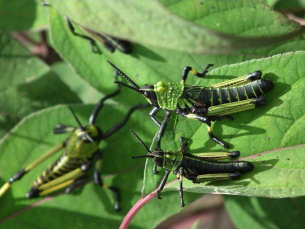 grasshoppers