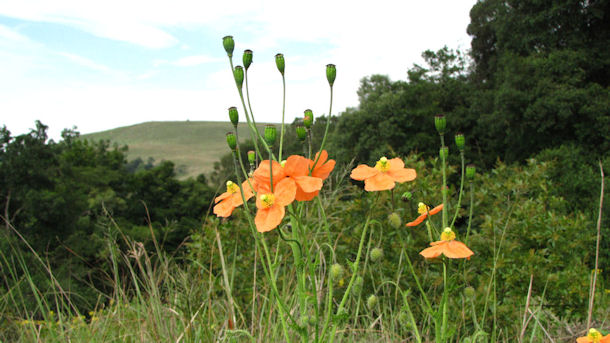 Poppies
